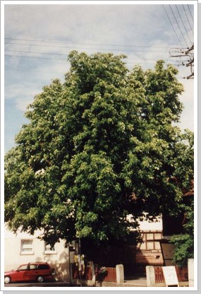 0008_am_kastanienbaum2.jpg